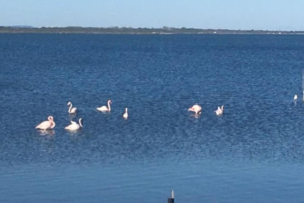Villa Avec Spa & Vue Panomarique Sur L'Etang Pérols Esterno foto